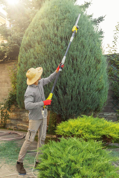 Reliable Five Points, FL Tree Removal and Landscaping Services Solutions